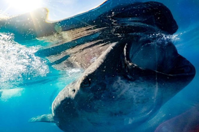 Private Whale Shark Ecofriendly Tour from Riviera Maya - The whale shark encounter near the Yucatan