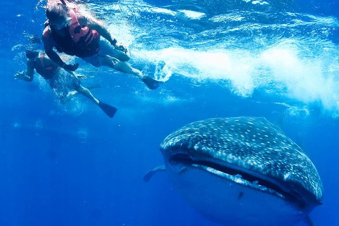 Private Whale Shark Ecofriendly Tour from Riviera Maya - VNV Marina and the boat ride