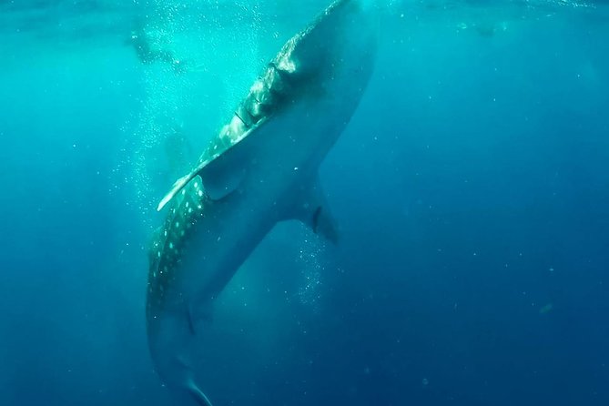 Private Whale Shark Ecofriendly Tour from Riviera Maya - Isla Contoy National Park and the wider day