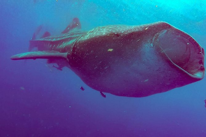 Private Whale Shark Ecofriendly Tour from Riviera Maya - Playa Norte, lunch, and the return to the marina