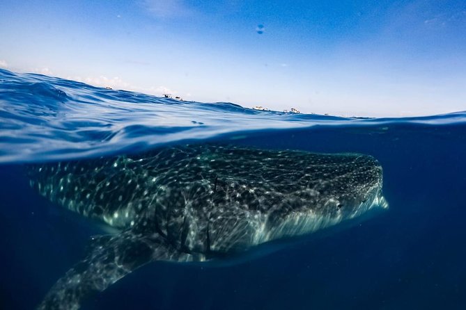 Private Whale Shark Ecofriendly Tour from Riviera Maya - Fitness, equipment, and health measures