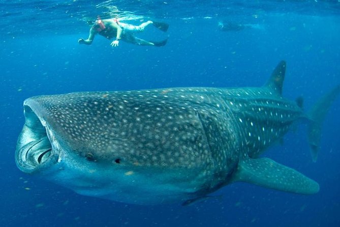 Private Whale Shark Ecofriendly Tour from Riviera Maya - Best for families, photographers, and serious wildlife fans