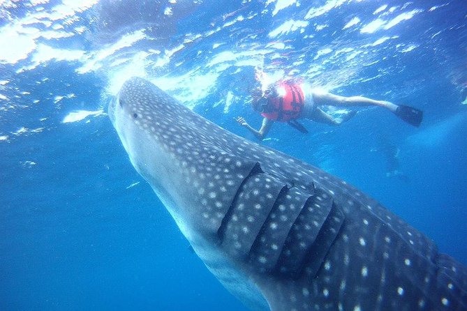 Private Whale Shark Ecofriendly Tour from Riviera Maya - A private start from your Riviera Maya hotel