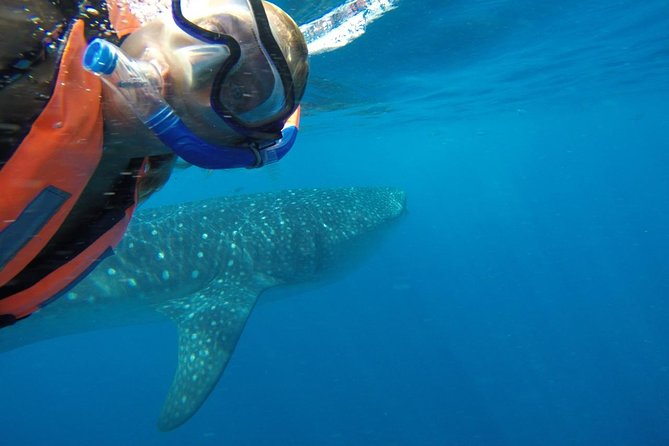 Private Whale Shark Tour from Cancun - Snorkeling beside giant, harmless sharks