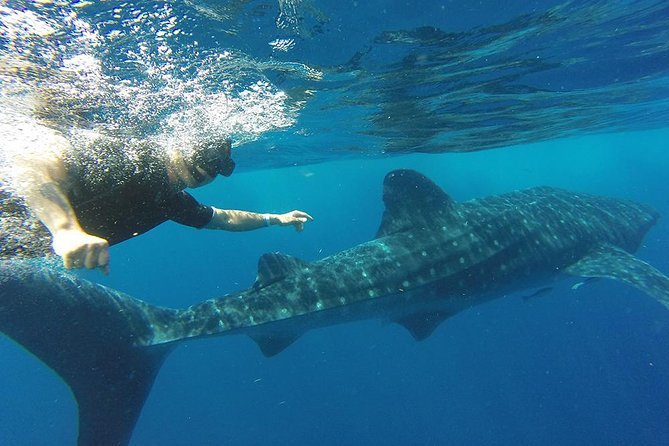 Private Whale Shark Tour from Cancun - Lunch along the shores of Isla Mujeres