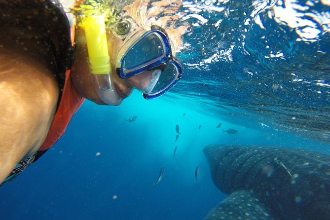 Private Whale Shark Tour from Cancun - What the $1,780 price really buys