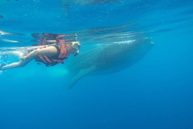 Private Whale Shark Tour from Cancun - Who will enjoy this tour most