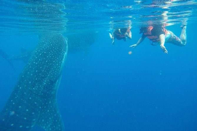 Private Whale Shark Tour from Cancun - Reaching the whale shark waters
