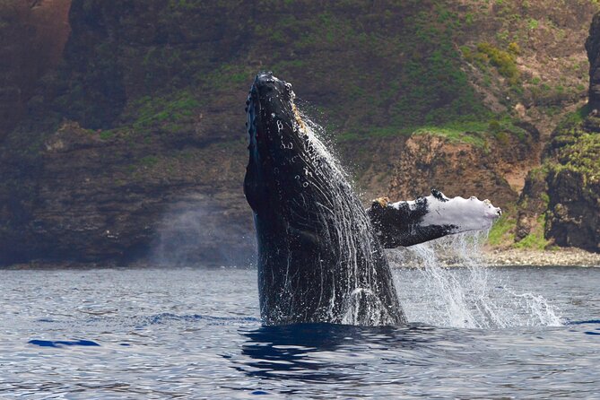Private Whale Watch and Snorkel off Kaua'i - Key points to know before you book