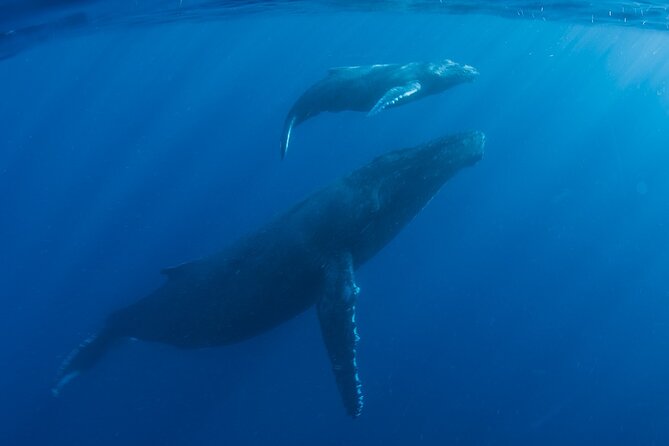 Private Whale Watch and Snorkel off Kaua'i - Watching humpback whales around Kauai