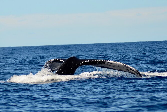 Private Whale Watch and Snorkel off Kaua'i - Snorkeling when the morning warms up