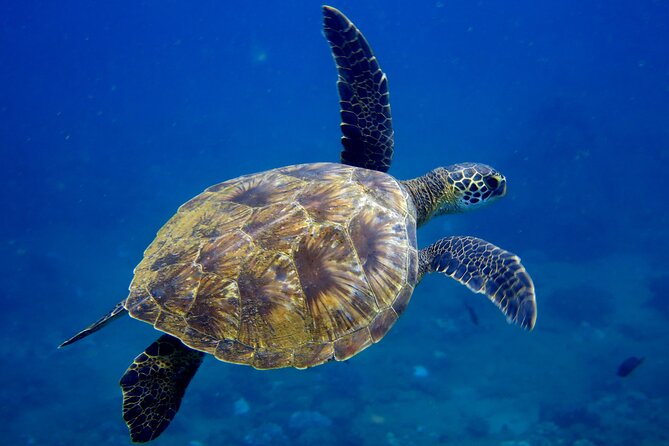 Private Whale Watch and Snorkel off Kaua'i - Jess and Nick make the difference