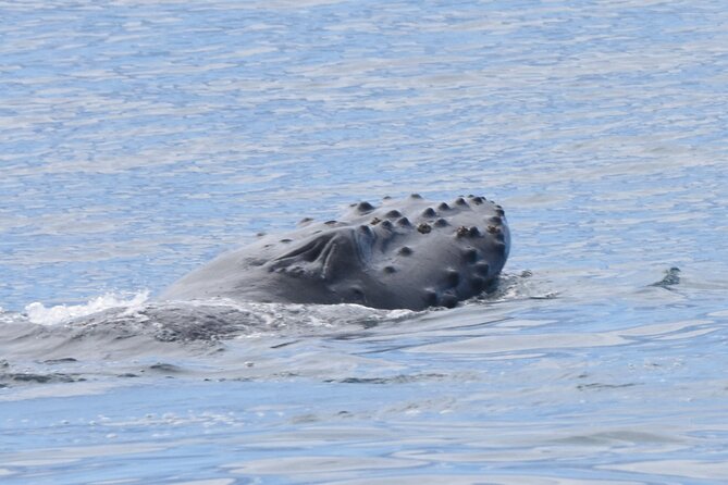 Private Whale Watch and Snorkel off Kaua'i - What the $1,300 group price really means
