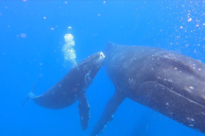 Private Whale Watch and Snorkel off Kaua'i - Planning your morning at Kikiaola Harbor