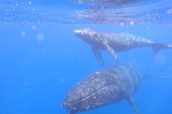 Private Whale Watch and Snorkel off Kaua'i - Weather, sea conditions, and cancellation