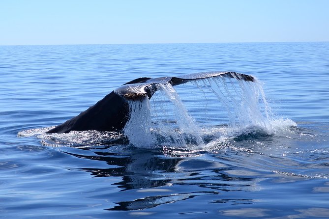 PRIVATE Whale Watch Tour | Cabo San Lucas | Biologist | FREE Pics - Starting at Marina Cabo San Lucas