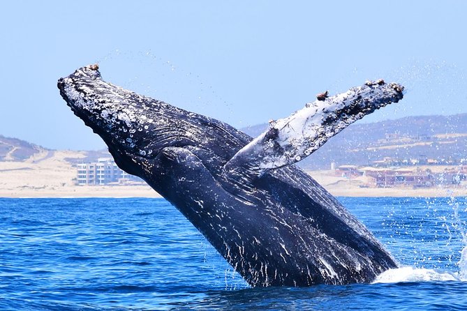 PRIVATE Whale Watch Tour | Cabo San Lucas | Biologist | FREE Pics - What the marine biologist adds