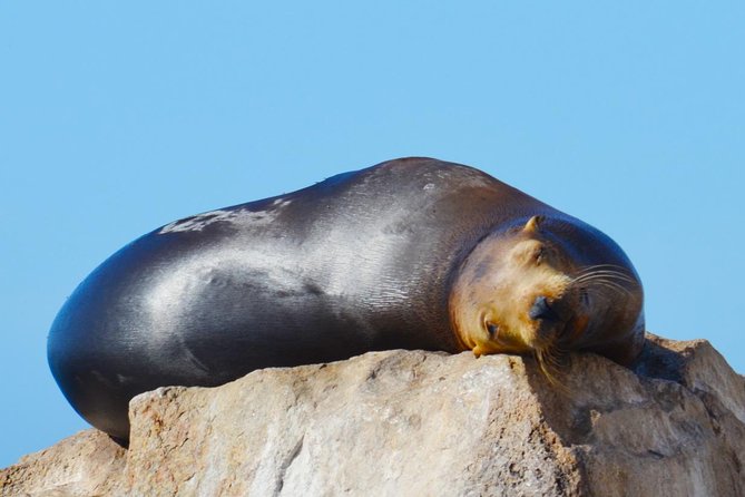 PRIVATE Whale Watch Tour | Cabo San Lucas | Biologist | FREE Pics - Free photos, cameras, and the practical catch