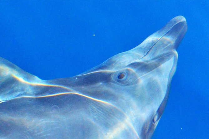 PRIVATE Whale Watch Tour | Cabo San Lucas | Biologist | FREE Pics - How the $369.50 price measures up