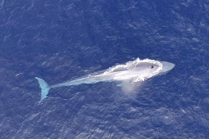 PRIVATE Whale Watch Tour | Cabo San Lucas | Biologist | FREE Pics - Timing, comfort, and who should go