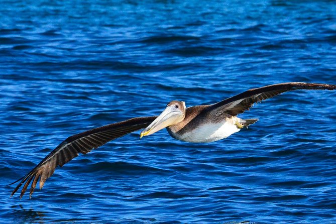 PRIVATE Whale Watch Tour | Cabo San Lucas | Biologist | FREE Pics - Weather, cancellations, and booking details
