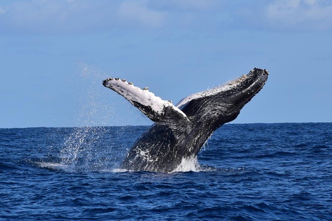 PRIVATE Whale Watch Tour | Cabo San Lucas | Biologist | FREE Pics - Searching the Sea of Cortez or Pacific Ocean
