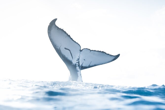 Private Whale Watching Activity: 6 passengers max - Key points at a glance
