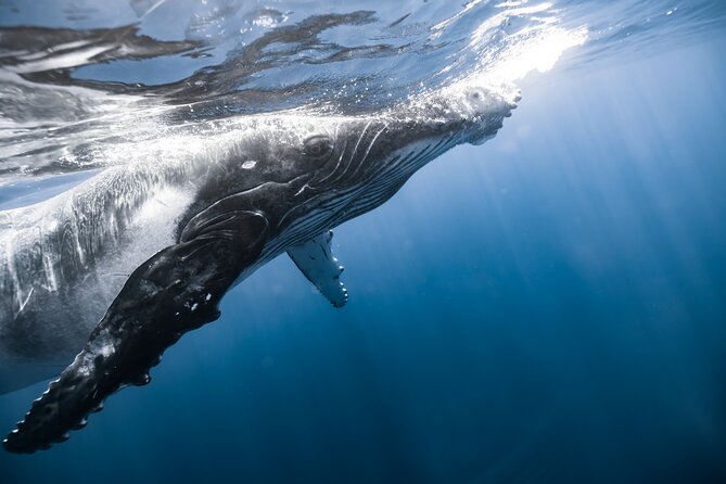 Private Whale Watching Activity: 6 passengers max - Captain Phil, Holli, and Izzy