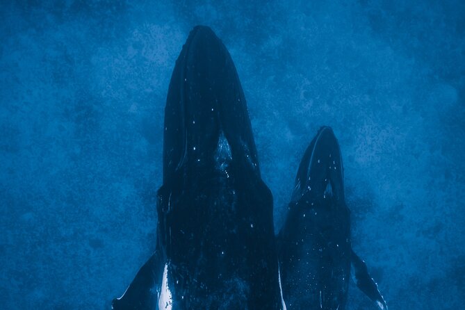 Private Whale Watching Activity: 6 passengers max - The best season for this Oahu whale watch