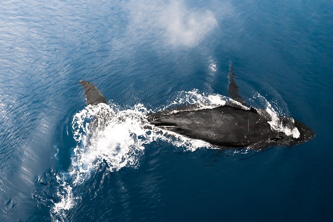 Private Whale Watching Activity: 6 passengers max - Who will enjoy this trip most?