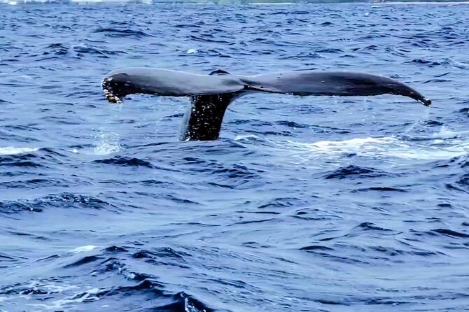 Private Whale Watching Adventure - What two hours on the private boat feels like