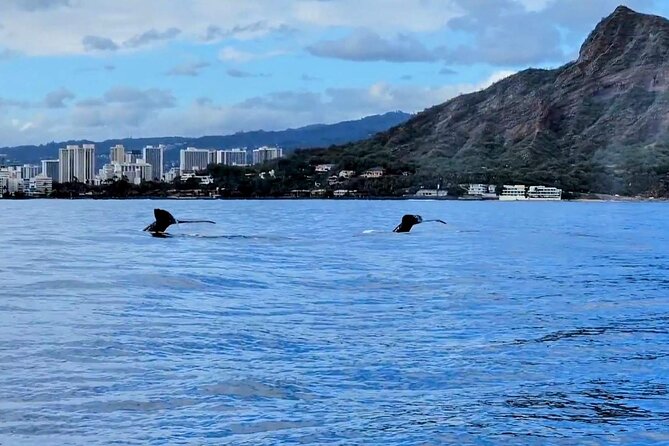 Private Whale Watching Adventure - Captain Chris, Ryan, and the personal service