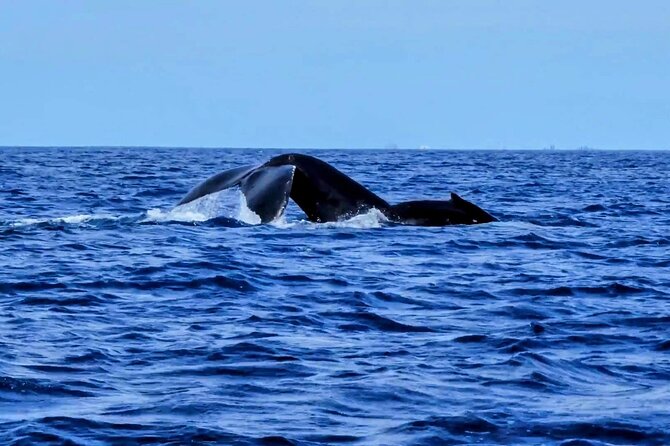 Private Whale Watching Adventure - Is $795 a good value?