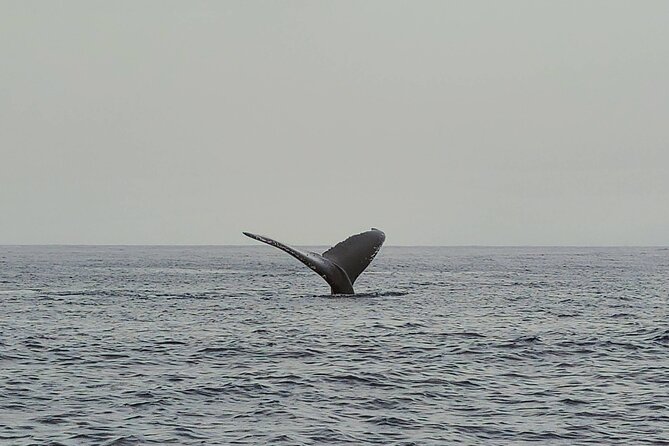 Private Whale Watching Adventure - Who should book this Oahu whale watching trip?