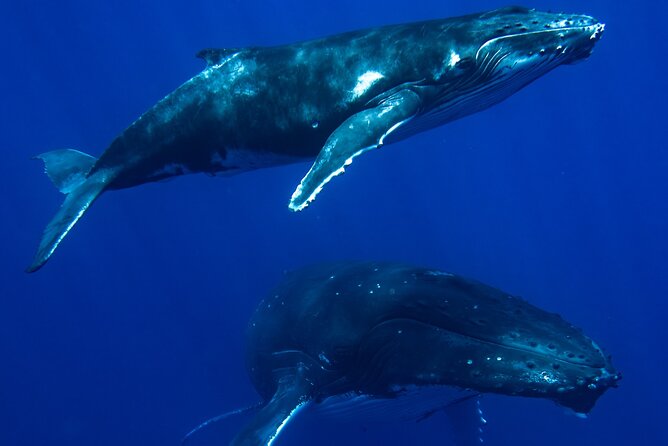 Private Whale Watching Adventure in Mo'orea - Six hours in search of Moorea’s humpback whales