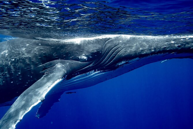 Private Whale Watching Adventure in Mo'orea - Why the private format matters at $1,821.96