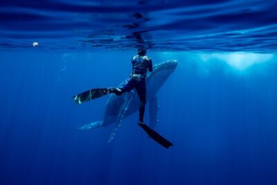 Private Whale Watching Adventure in Mo’orea