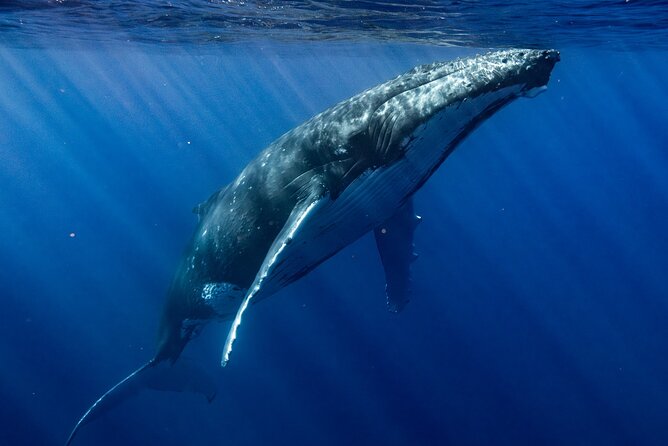 Private Whale Watching Adventure in Mo'orea - A realistic look at the itinerary