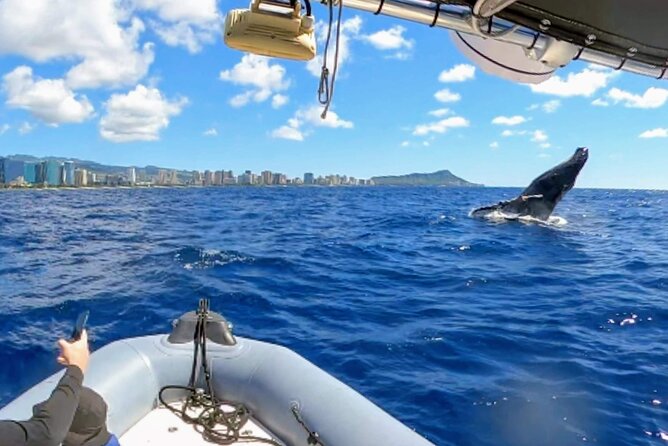 Private Whale Watching Adventure - Whale watching with a realistic view