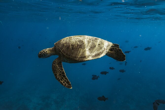 Private Whale Watching and Coastal Swimming Tour Honolulu - What to pack for the two-hour outing