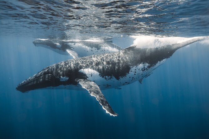 Private Whale Watching and Coastal Swimming Tour Honolulu - Who gets the most from this Honolulu cruise