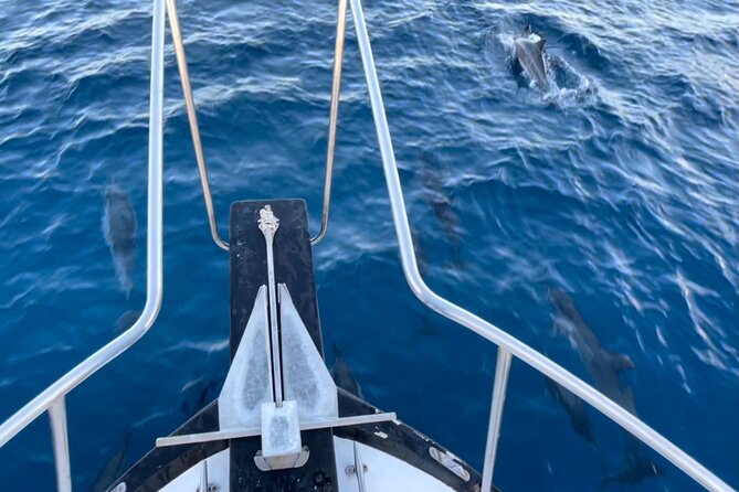 Private Whale Watching and Dolphin Excursion - Practical booking and cancellation advice