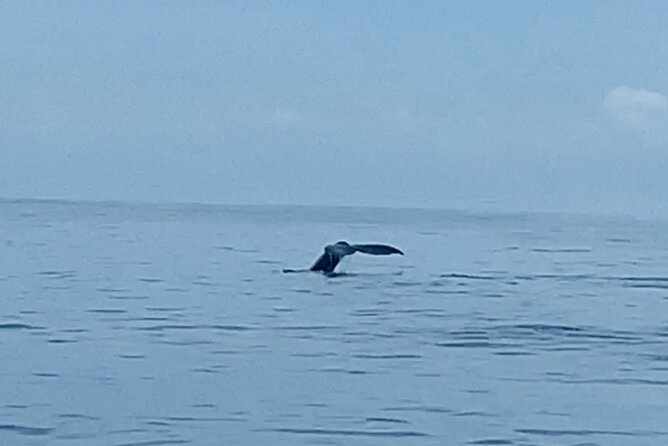 Private Whale Watching and Dolphin Excursion - What you may see on the water