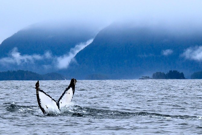 Private Whale Watching and Marine Wildlife Tour - Key points to know before you book