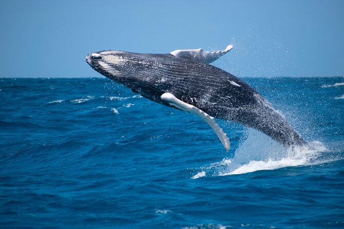 Private Whale Watching Charter (Grand Turk) - Key points to know before you book