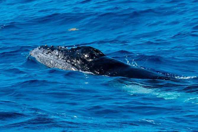 Private Whale Watching Charter (Grand Turk) - The Grand Turk departure and airport transfer