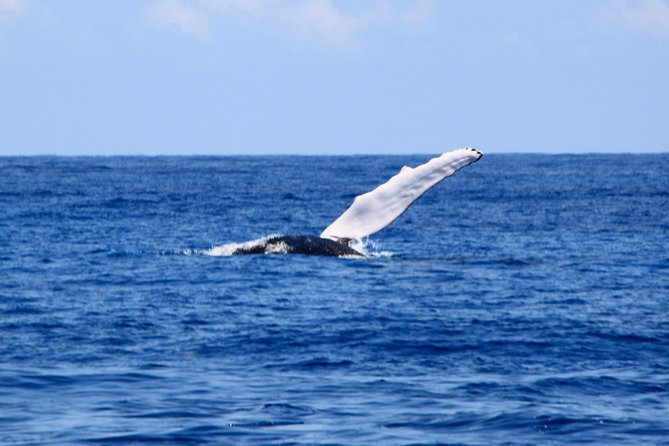 Private Whale Watching Charter (Grand Turk) - The three-and-a-half-hour search for whales