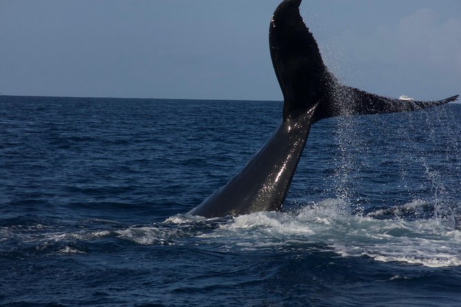 Private Whale Watching Charter (Grand Turk) - What you might see from the boat