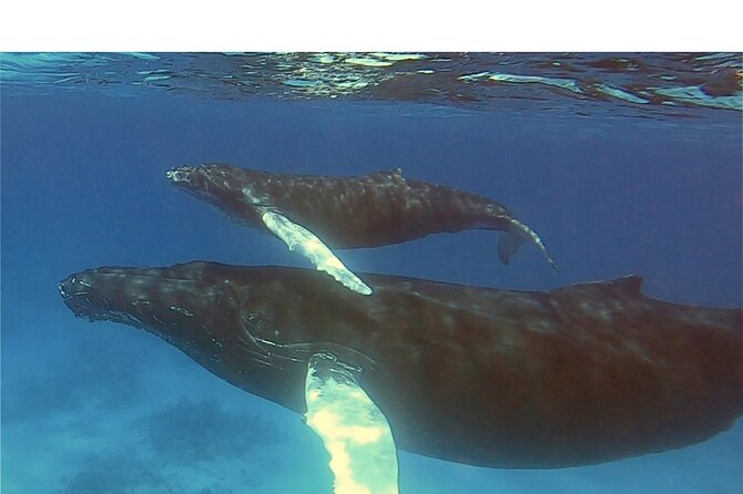 Private Whale Watching Charter (Grand Turk) - Snacks, water, and the practical comforts
