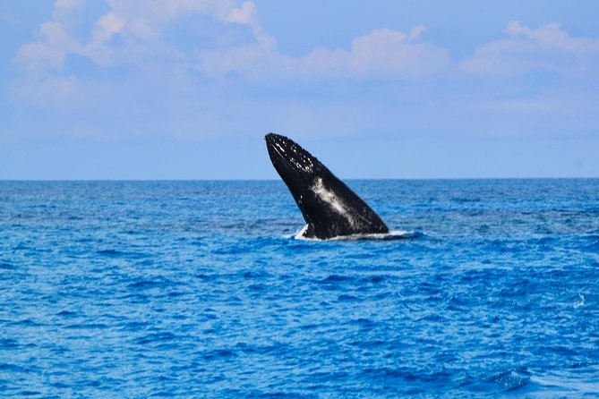 Private Whale Watching Charter (Grand Turk) - Who will get the most from this experience